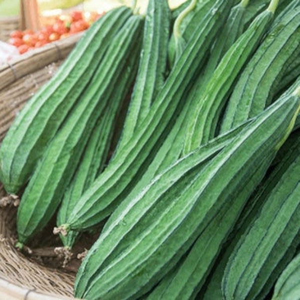 15 Ridged gourds/Angled Luffa/Chinese Okra/Sponge gourds/Luffa acutangula seeds