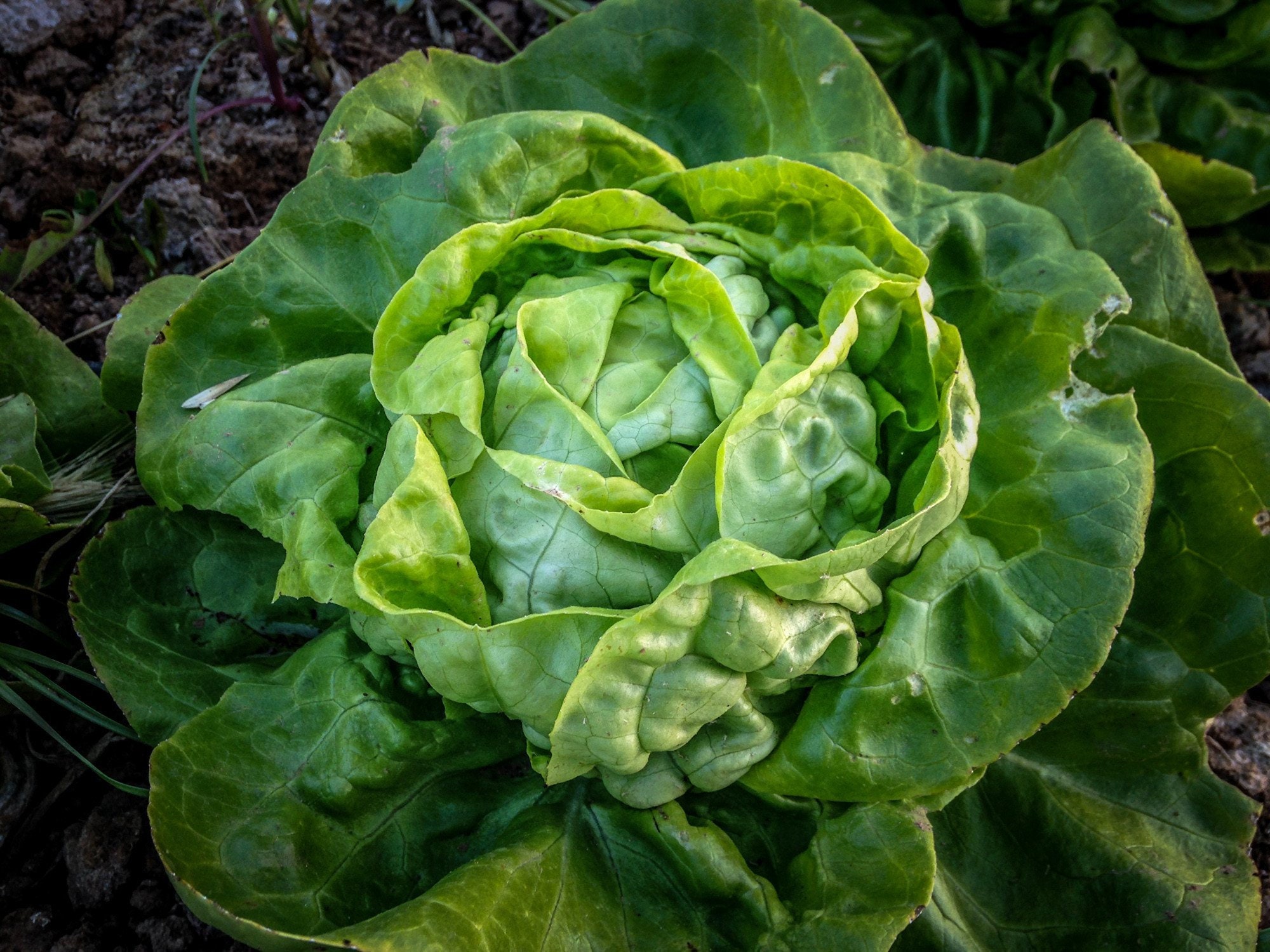 Lettuce Butterhead Buttercrunch HEIRLOOM 200 seeds 100 Etsy