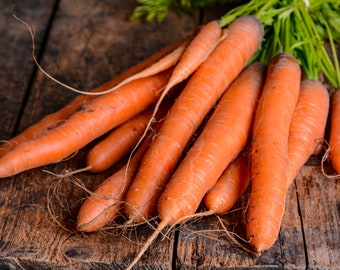 Carrot Danvers HEIRLOOM 200+ seeds 100% Organic Non GMO Grown in USA