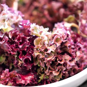 Lettuce Red Salad Bowl HEIRLOOM 200+ seeds 100% Organic Non GMO Grown In USA