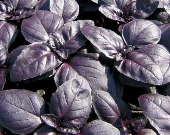 Basil Red Rubin HEIRLOOM 200 Seeds 100% Organic Non GMO Grown - Etsy