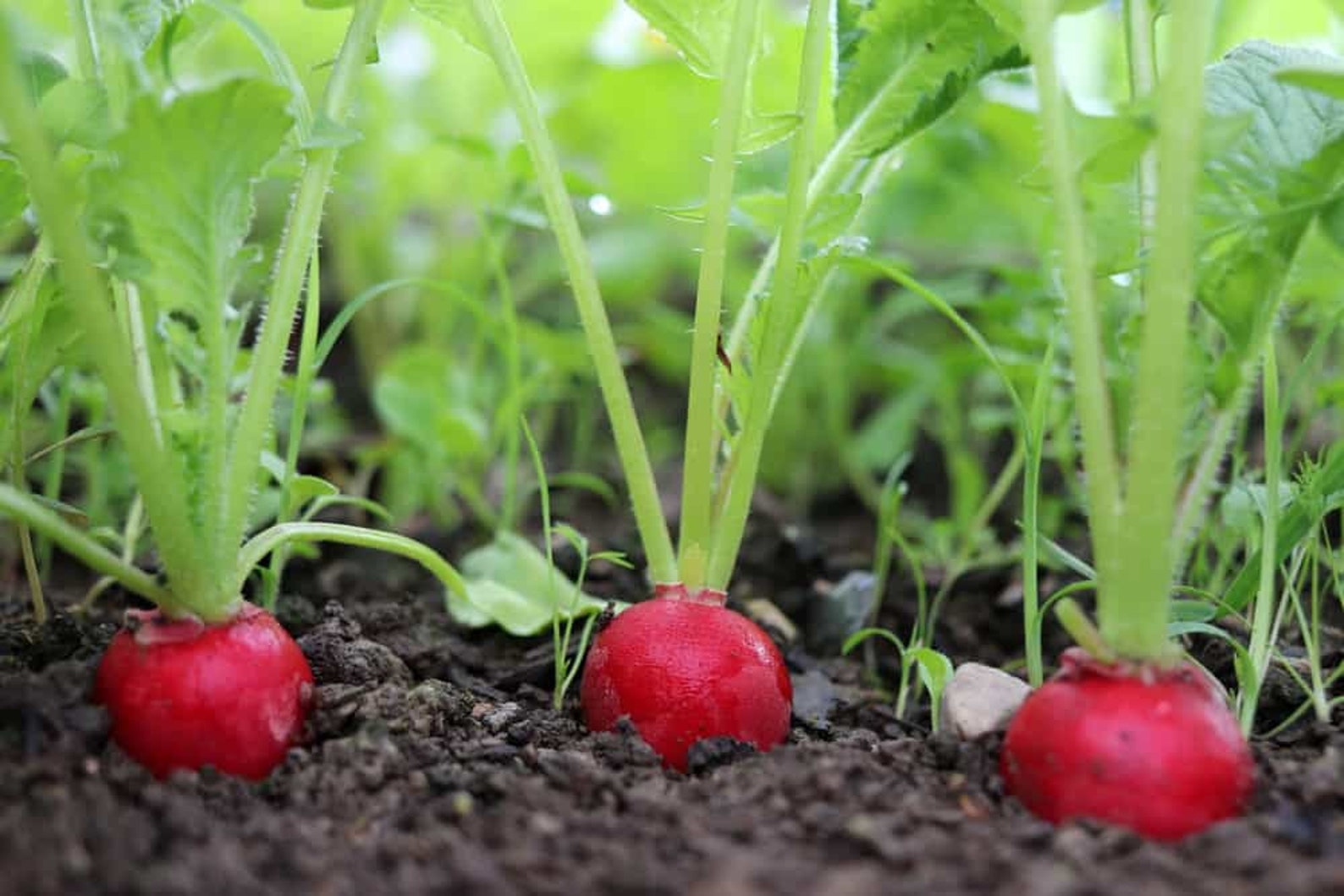 Radish Sparkler HEIRLOOM 100 Seeds 100 Organic Non GMO Grown Etsy