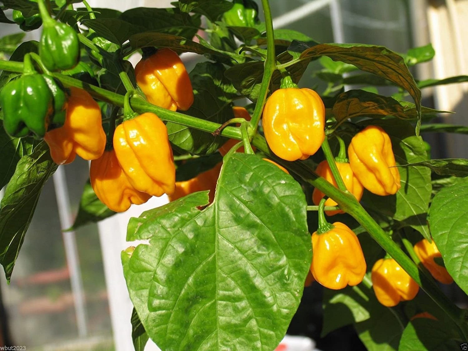 HOTTEST of All Habanero Caribbean Yellow / Jamaican Habenaro Etsy