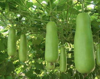 Indian Bottle Gourd HEIRLOOM 15+ Semillas 100% Orgánicas Sin OGM