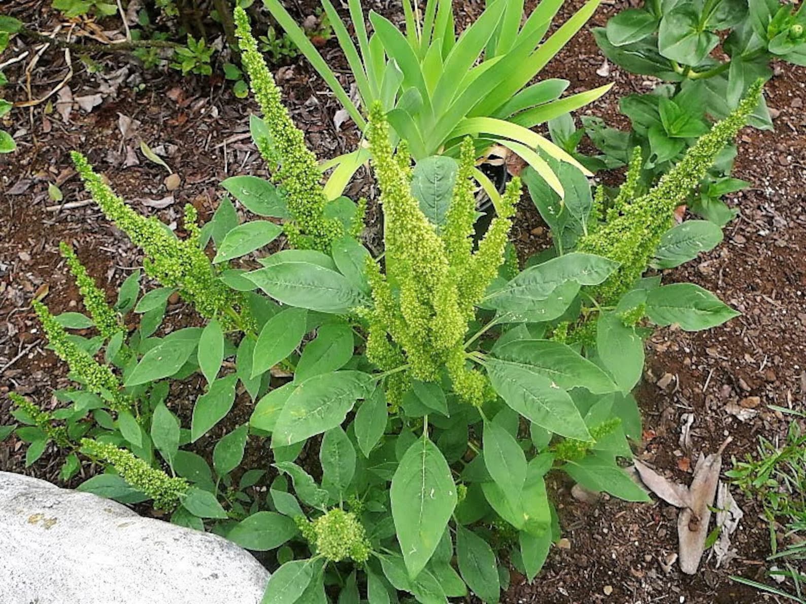 Golden Green Amaranth HEIRLOOM 1000 seeds 100 Organic Etsy
