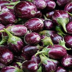 Indian Eggplant / Udumalaipet Brinjal / Kateri / Gutti vankaya 50+ seeds 100% Organic USA