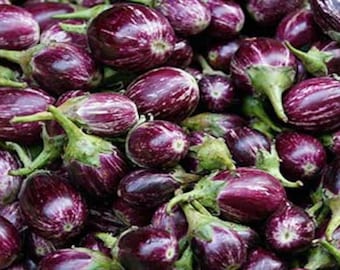 Indian Eggplant / Udumalaipet Brinjal / Kateri / Gutti vankaya 70+ seeds 100% Organic USA