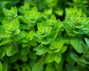 Oregano Common Italian HEIRLOOM 2000+ Seeds 100% Organic Non GMO Grown In USA