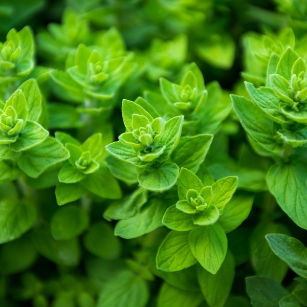 Oregano Common Italian HEIRLOOM 2000+ Seeds 100% Organic Non GMO Grown In USA