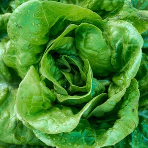 Heirloom Butterhead Lettuce Buttercrunch – 200+ Organic Seeds, Premium Quality, Grown in USA
