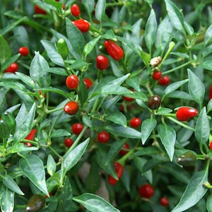 Chilli Seeds Tepin Bird Eyes 50 Pieces - Foto 8