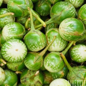 Eggplant Thai (MATTI GULLA / Petch Siam) 30+ heirloom seeds 100% Organic Grown in USA