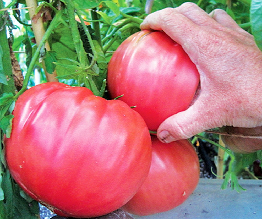 Brandywine Pink Heirloom Tomato 75 Seeds Non-gmo 100% ORGANIC Grown in USA.  -  Israel