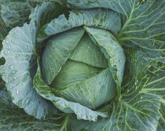 Cabbage Golden Acre HEIRLOOM 100+ seeds 100% organic Non GMO Grown in USA