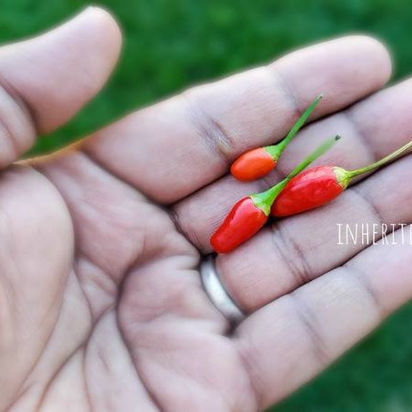 Vietnamese Birdseye Chili Pepper HOT, Non-GMO, 50+ Heirloom Fresh Garden Seeds