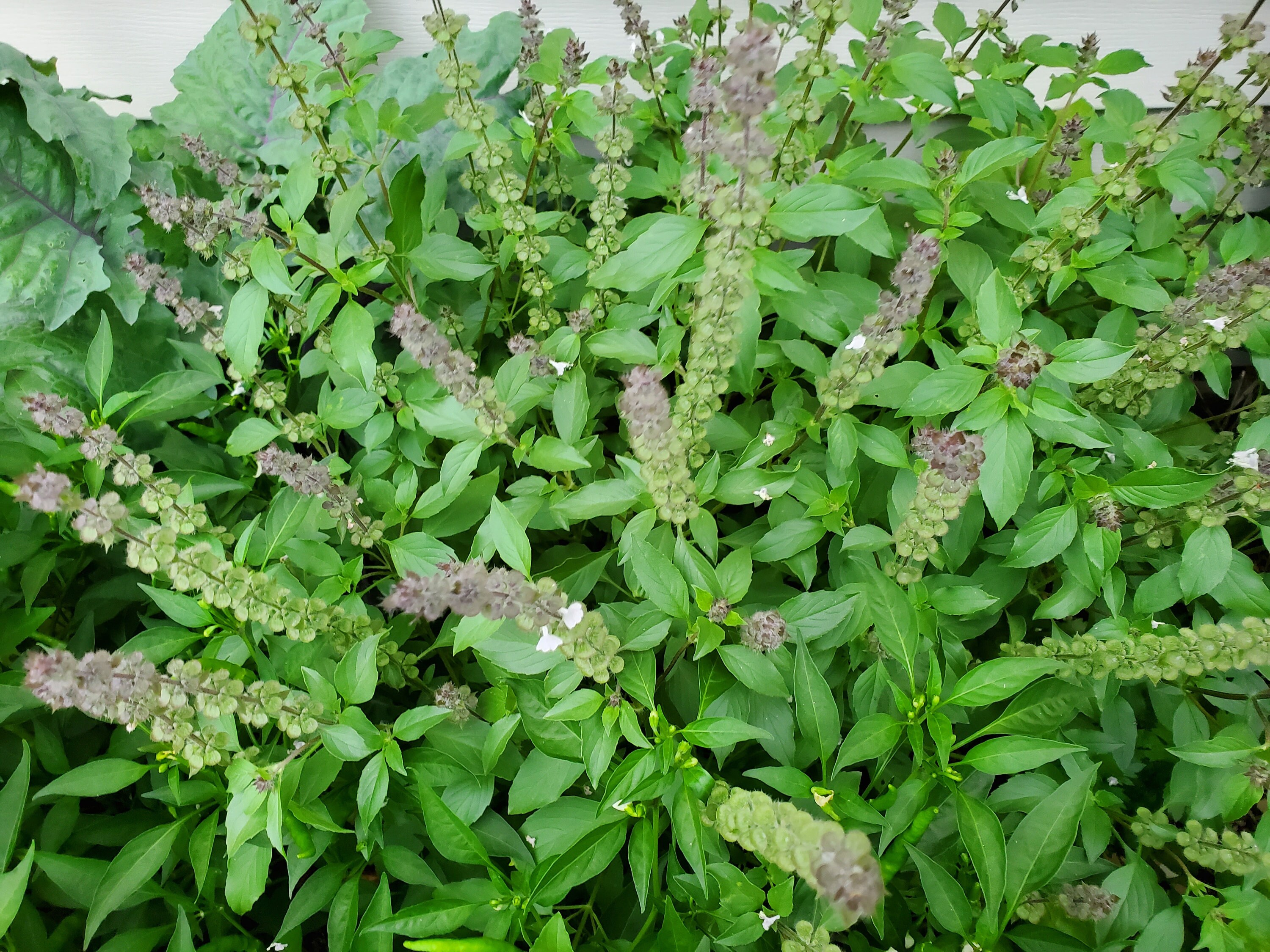 Indian Basil HEIRLOOM Family Inherited 300 Seeds Strong Etsy UK