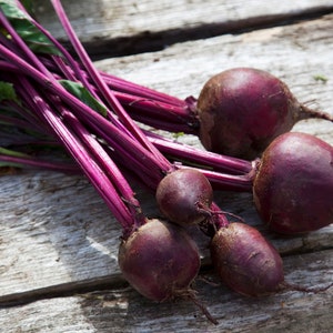Beets Early Wonder HEIRLOOM 50+ seeds Pure strain 100% Organic Grown in USA