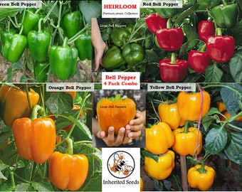 Bell Pepper Combo 4 pack 120+ HEIRLOOM seeds 100% Organic Grown in USA