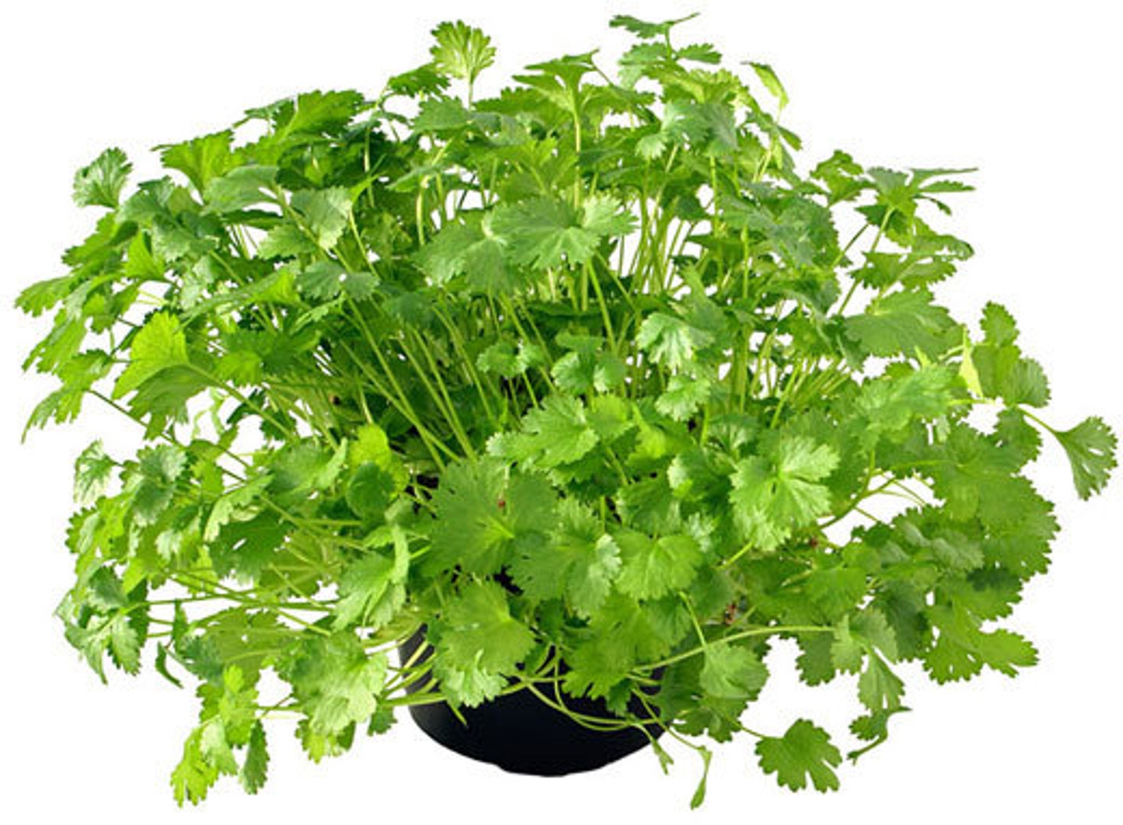 Cilantro Slow Bolt HEIRLOOM 100 seeds 100 Organic Non GMO Etsy
