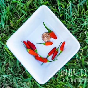 Vietnamese Birdseye Chili Pepper HOT, Non-GMO, 50+ Heirloom Fresh Garden Seeds