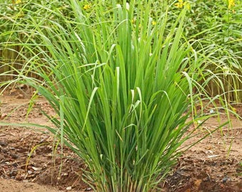 Lemon Grass (Cymbopogon flexuosis) Heirloom 100+ seeds Premium Strain Grown in US