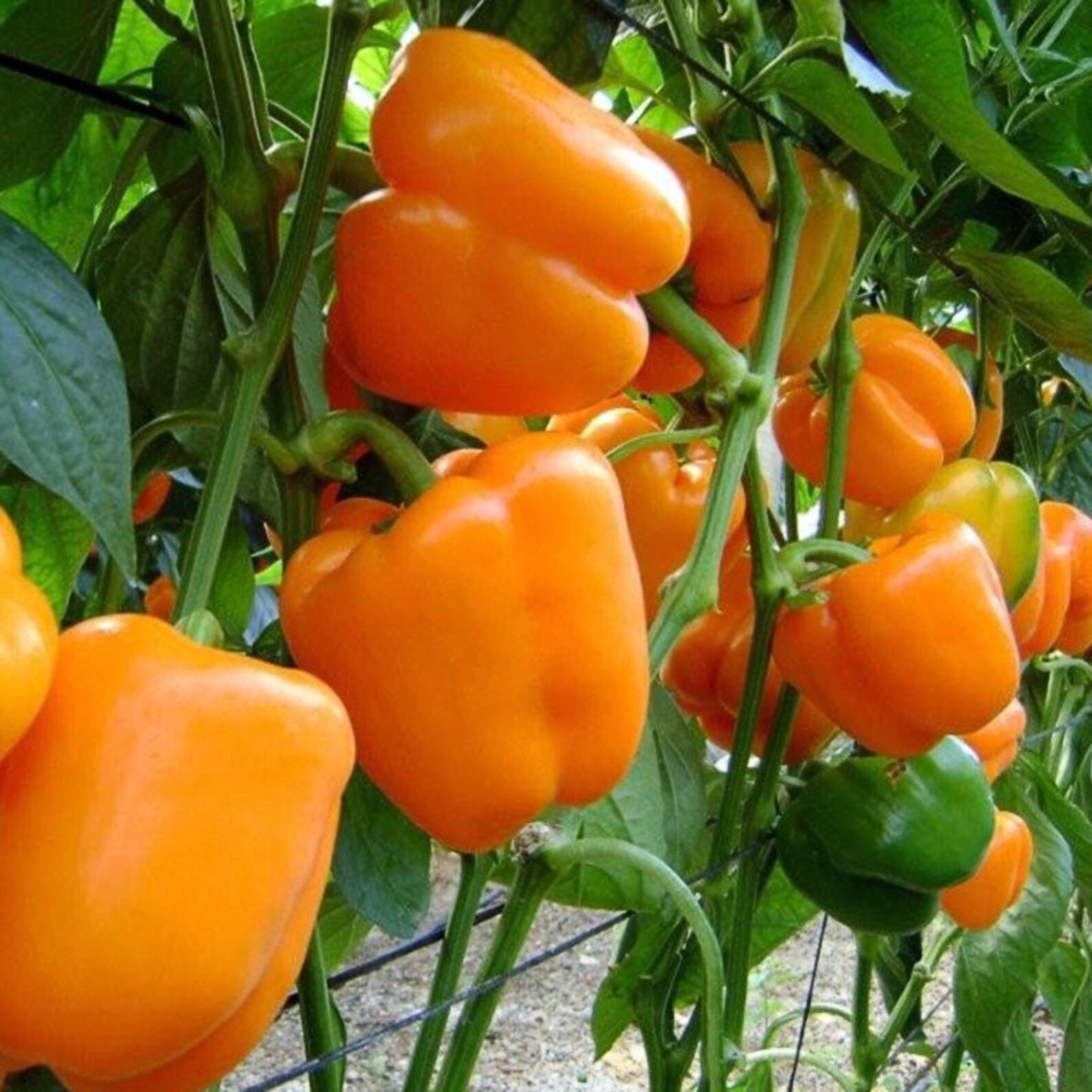Orange Bell Pepper XL HEIRLOOM 30seeds Variété Premium Etsy France