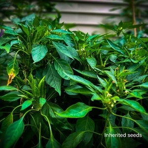 Chilli Hot Japanese Santaka Pepper 50 Seeds High Yield 100% Organic Non GMO Grown in USA