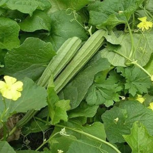 15 Ridged gourds/Angled Luffa/Chinese Okra/Sponge gourds/Luffa acutangula seeds