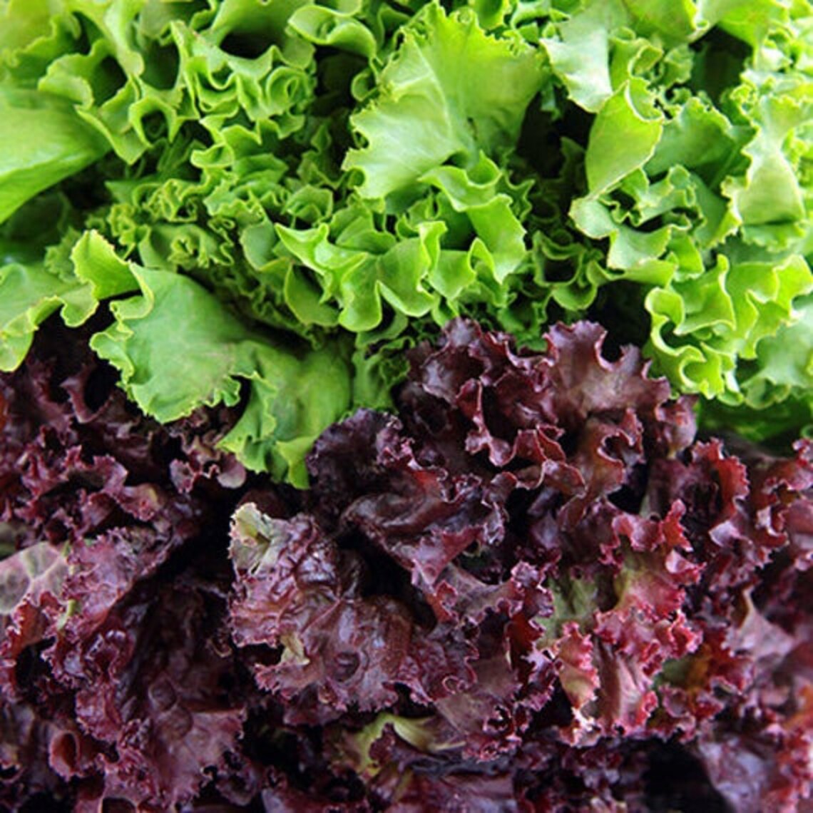 Lettuce Red Salad Bowl HEIRLOOM 200 Seeds 100 Organic Non Etsy