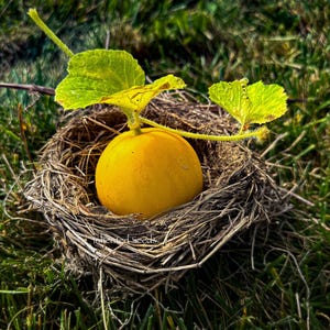 Dosakai, Dosakaya Melon Seeds, Lemon cucumber 100% Organic, Heirloom 25 seeds