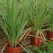 Lemon Grass Seeds - Cymbopogon Flexuosus - Heirloom Premium Strain - 100 Seeds - Grown In USA