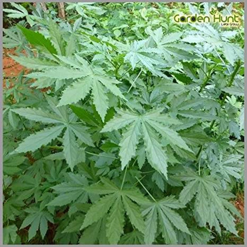 Gongura Green Stem/Indian sorrel/Pulichakeerai/Ambaadi 100% Organic 50 Seeds image 1