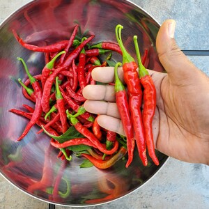 Orach Red Fire Spinach Seeds – 100+ Heirloom Seeds, Organic Grown In USA, Perennial Vegetable