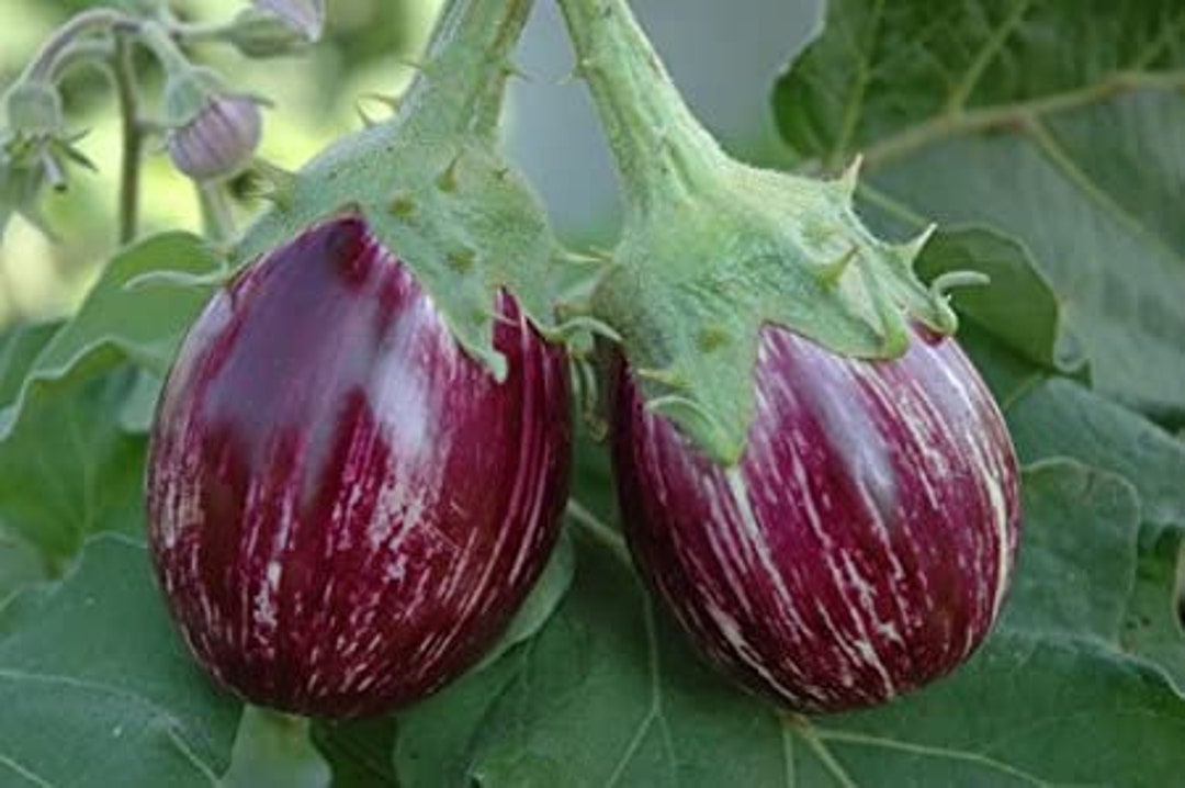 Rare African Eggplant Plant for Sale - – Sow Exotic