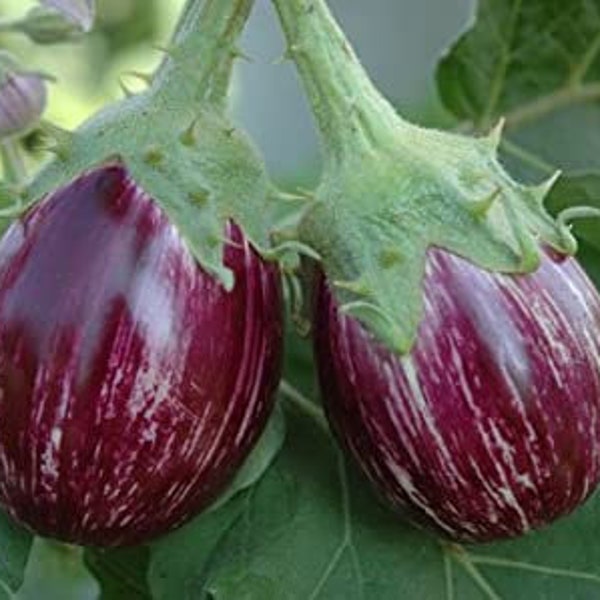 Indian Eggplant / Udumalaipet Brinjal / Kateri / Gutti vankaya 70+ seeds 100% Organic USA