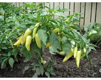 Sweet Banana pepper, PREMIUM HEIRLOOM  30+ seeds high yield 100% Organic Non GMO