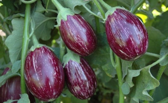 Rare African Eggplant Plant for Sale - – Sow Exotic