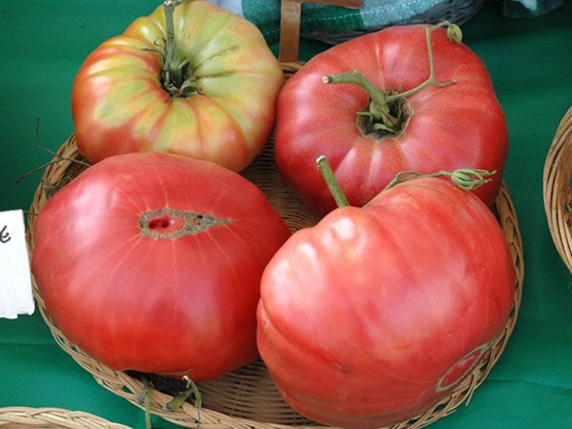 Legendary Mortgage Lifter Tomato HEIRLOOM 30 Seeds 100 Etsy