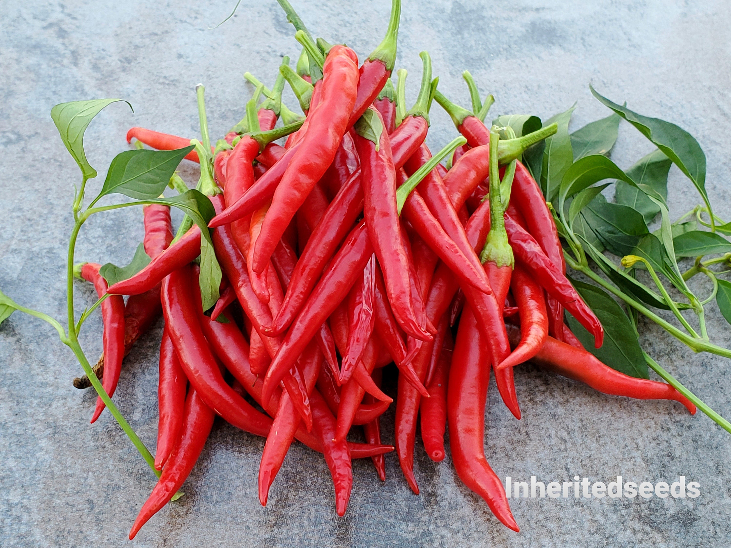 Guntur Sannam HOT Chilli Pepper HEIRLOOM 30 Seeds 100 Etsy