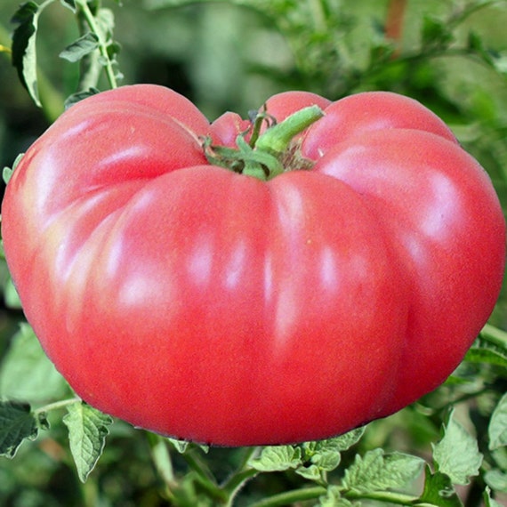 Brandywine Pink Heirloom Tomato 75 Seeds Non-gmo 100% ORGANIC