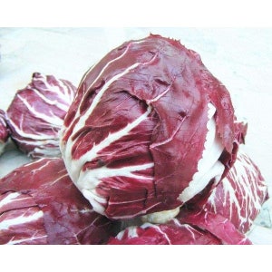 Radicchio Palla Rosa Premium HEIRLOOM 200+ seeds 100% Organic Grown in USA