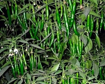 Guntur Sannam HOT Chilli Pepper HEIRLOOM 75+ seeds 100% Organic Grown in USA