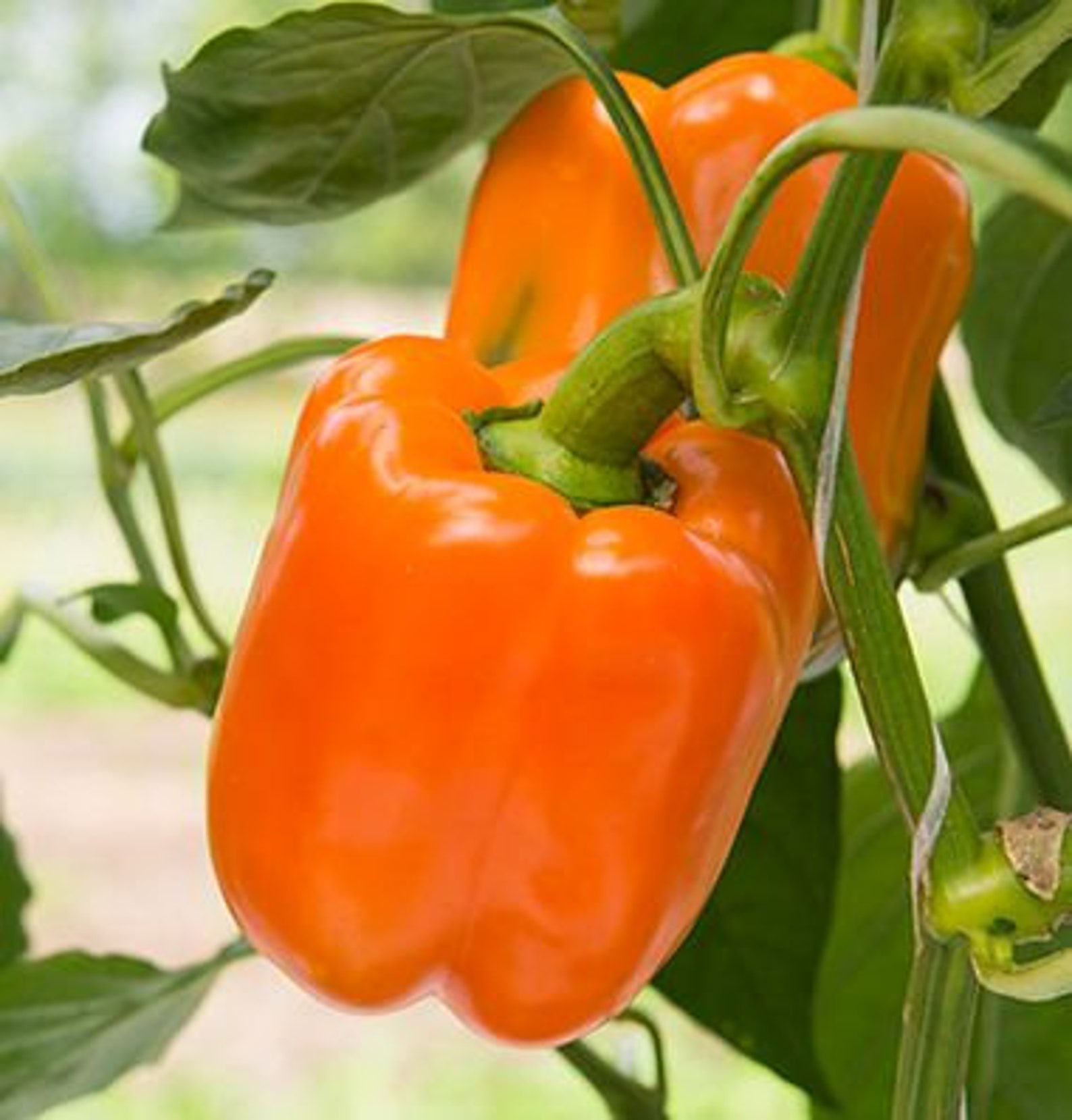 Orange Bell Pepper XL HEIRLOOM 30seeds Variété Premium Etsy France