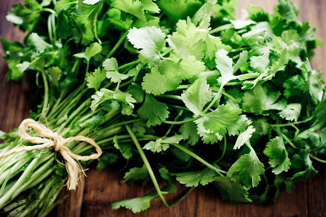 Cilantro Slow Bolt HEIRLOOM 100 Seeds 100 Organic Non GMO Etsy