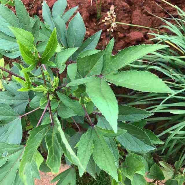 Gongura Red Stem/Jamaican sorrel/Pulichakeerai/Ambaadi 100% Organic 3…