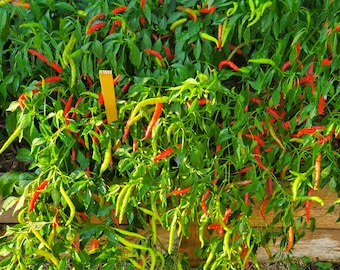 Thai Chilli Super 30+ HEIRLOOM Seeds Very High Yield, 100% Organic, Grown is USA