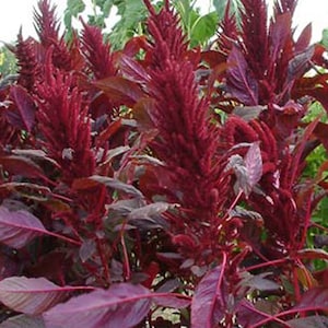 Deep Red Amaranth HEIRLOOM 1000+ seeds Premium Strain 100% Organic Grown in USA