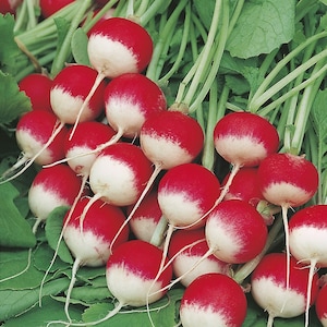 Heirloom Sparkler Radish – 100+ Organic Seeds, Fast-Growing, High Yield, Grown in USA
