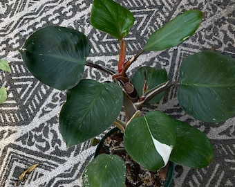 May include: A houseplant with dark green leaves and white variegation. The plant has a red stem and is potted in a green pot.