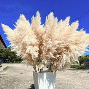 10pcs TALL PAMPAS GRASS 2-4ft | Grand Sale | Dry Florals For Home Decor | Boho Decor | Wedding Arch | Floral Arranging | Pampas Bouquet